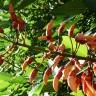 Fotografia 10 da espécie Erythrina crista-galli do Jardim Botânico UTAD