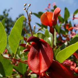 Fotografia da espécie Erythrina crista-galli