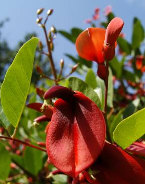 Fotografia 11 da espécie Erythrina crista-galli no Jardim Botânico UTAD