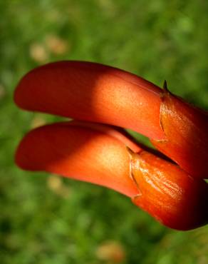 Fotografia 12 da espécie Erythrina crista-galli no Jardim Botânico UTAD