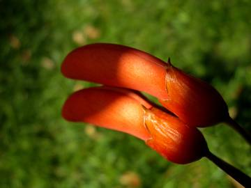 Fotografia da espécie Erythrina crista-galli