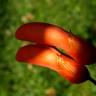 Fotografia 12 da espécie Erythrina crista-galli do Jardim Botânico UTAD