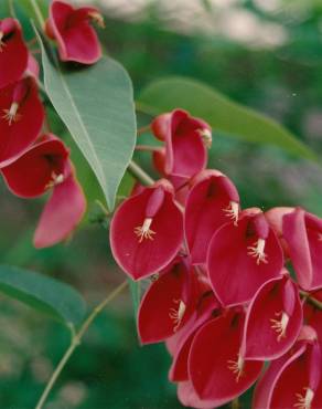 Fotografia 13 da espécie Erythrina crista-galli no Jardim Botânico UTAD