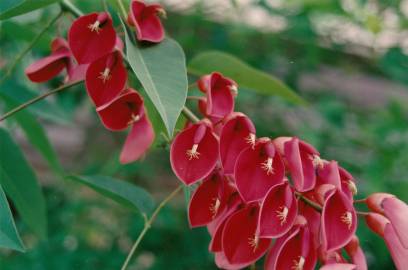 Fotografia da espécie Erythrina crista-galli