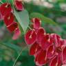 Fotografia 13 da espécie Erythrina crista-galli do Jardim Botânico UTAD