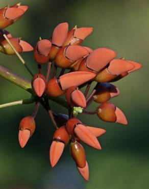 Fotografia 14 da espécie Erythrina crista-galli no Jardim Botânico UTAD