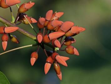 Fotografia da espécie Erythrina crista-galli