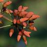 Fotografia 14 da espécie Erythrina crista-galli do Jardim Botânico UTAD