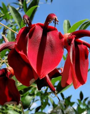 Fotografia 15 da espécie Erythrina crista-galli no Jardim Botânico UTAD