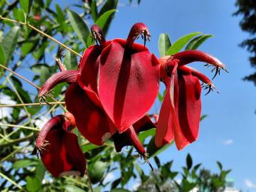 Fotografia da espécie Erythrina crista-galli