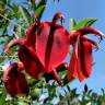 Fotografia 15 da espécie Erythrina crista-galli do Jardim Botânico UTAD