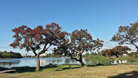 Fotografia da espécie Erythrina crista-galli