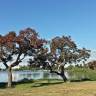 Fotografia 16 da espécie Erythrina crista-galli do Jardim Botânico UTAD