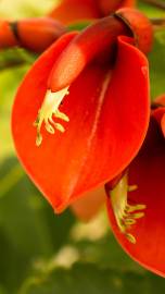 Fotografia da espécie Erythrina crista-galli