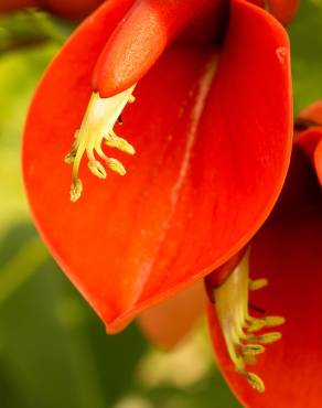 Fotografia 18 da espécie Erythrina crista-galli no Jardim Botânico UTAD