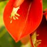 Fotografia 18 da espécie Erythrina crista-galli do Jardim Botânico UTAD
