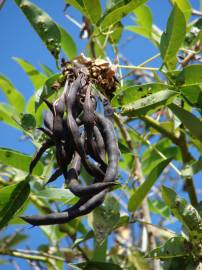 Fotografia da espécie Erythrina crista-galli