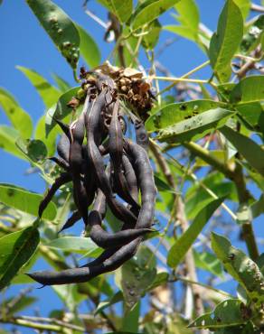 Fotografia 19 da espécie Erythrina crista-galli no Jardim Botânico UTAD