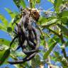 Fotografia 19 da espécie Erythrina crista-galli do Jardim Botânico UTAD