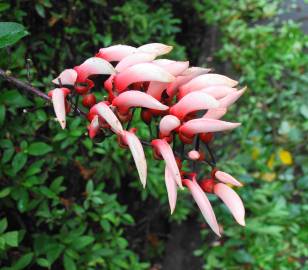 Fotografia da espécie Erythrina crista-galli