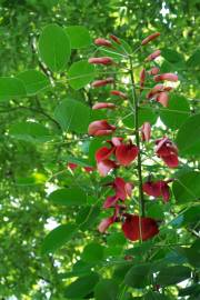 Fotografia da espécie Erythrina crista-galli