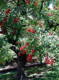 Fotografia da espécie Erythrina crista-galli