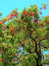 Fotografia da espécie Erythrina crista-galli