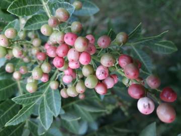 Fotografia da espécie Schinus terterebinthifolia