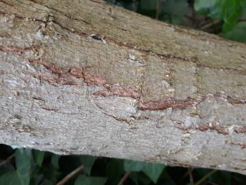 Fotografia da espécie Schinus terterebinthifolia