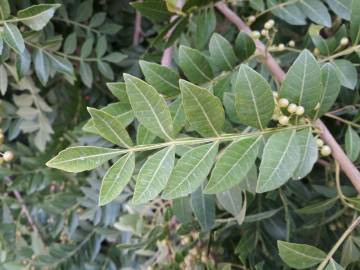 Fotografia da espécie Schinus terterebinthifolia