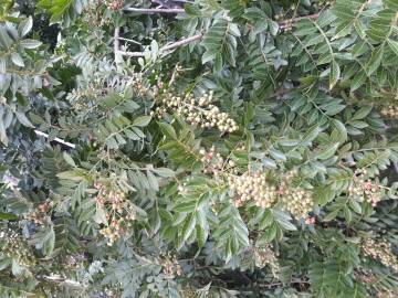 Fotografia da espécie Schinus terterebinthifolia