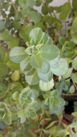 Fotografia da espécie Plectranthus ornatus