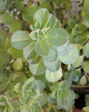 Fotografia da espécie Plectranthus ornatus