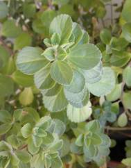 Plectranthus ornatus