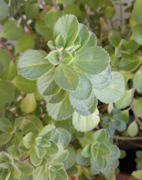 Fotografia 1 da espécie Plectranthus ornatus no Jardim Botânico UTAD