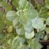 Fotografia 1 da espécie Plectranthus ornatus do Jardim Botânico UTAD