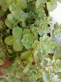 Fotografia da espécie Plectranthus ornatus