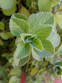 Fotografia da espécie Plectranthus ornatus