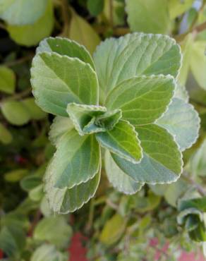 Fotografia 3 da espécie Plectranthus ornatus no Jardim Botânico UTAD