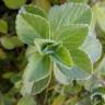 Fotografia 3 da espécie Plectranthus ornatus do Jardim Botânico UTAD