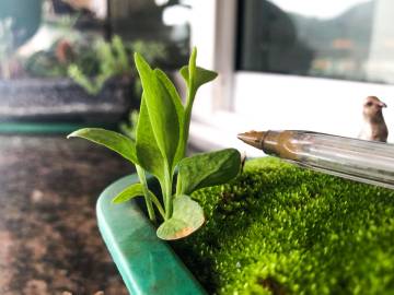 Fotografia da espécie Ophioglossum vulgatum