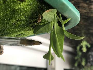 Fotografia da espécie Ophioglossum vulgatum