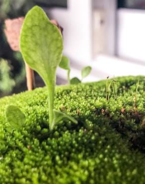 Fotografia 12 da espécie Ophioglossum vulgatum no Jardim Botânico UTAD