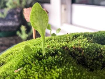 Fotografia da espécie Ophioglossum vulgatum