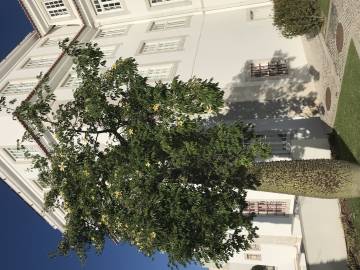 Fotografia da espécie Ceiba insignis