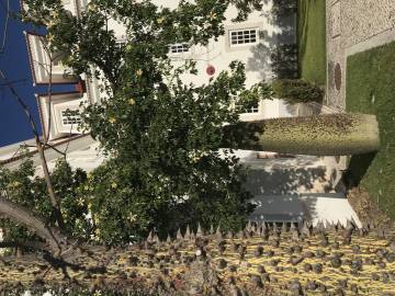 Fotografia da espécie Ceiba insignis