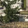 Fotografia 19 da espécie Ceiba insignis do Jardim Botânico UTAD