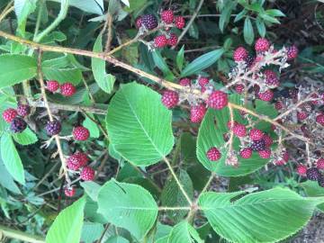 Fotografia da espécie Rubus ulmifolius var. ulmifolius