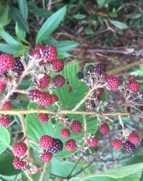 Fotografia 3 da espécie Rubus ulmifolius var. ulmifolius no Jardim Botânico UTAD