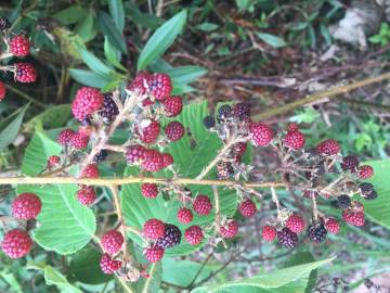 Fotografia da espécie Rubus ulmifolius var. ulmifolius